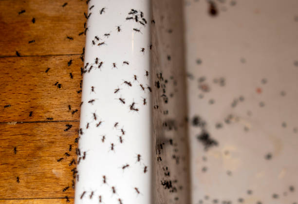 Best Exterminator Services  in Radium Springs, NM