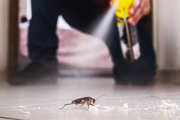 Best Local Pest Control Services  in Radium Springs, NM
